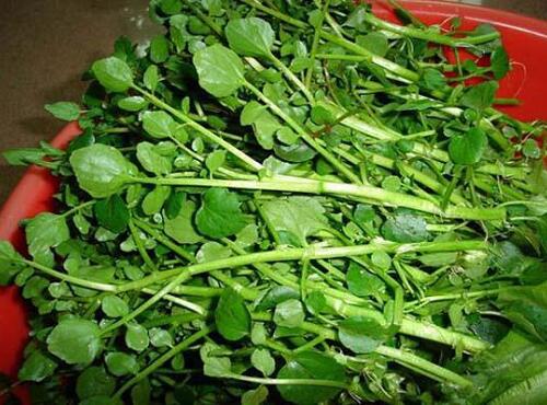 蔬菜品種：西洋菜