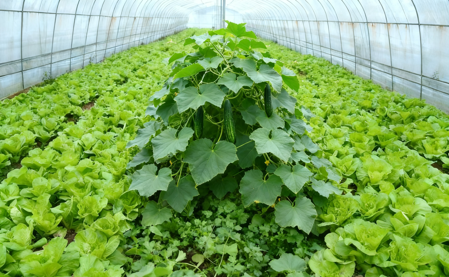 廈門蔬菜批發基地