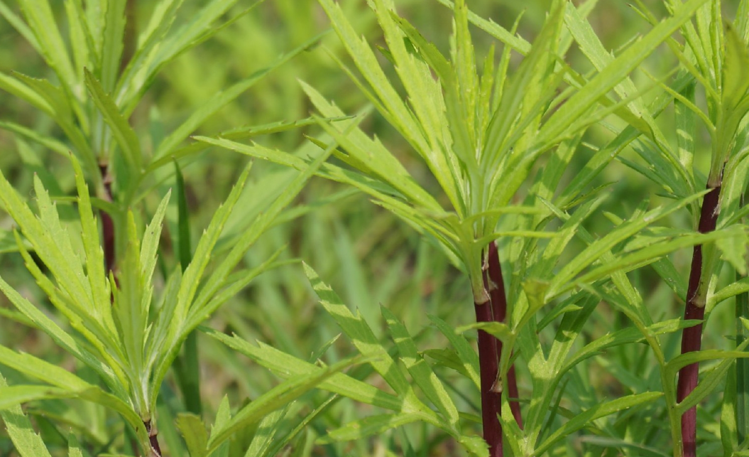 惠州農產品配送中心淺談:藜蒿的功效與禁忌