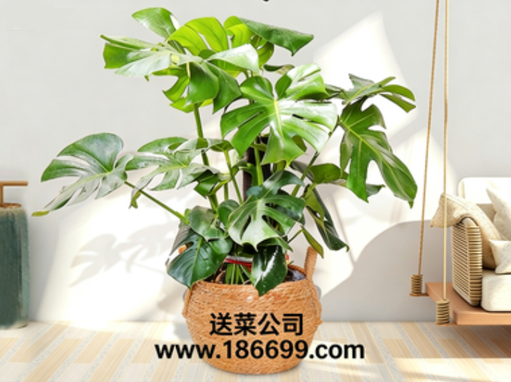 東莞蔬菜批發部與您分享:室內盆栽頂流“龜背竹”