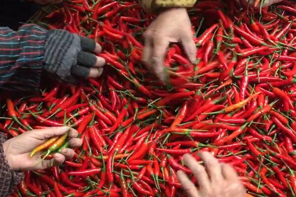 1760175078.jpg tupian_chaotianjiao5.jpg