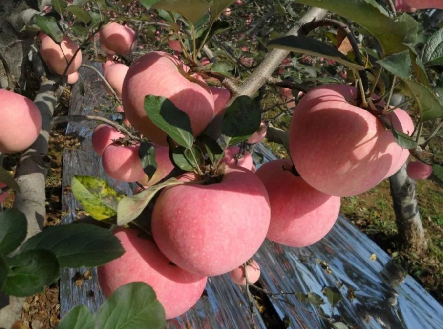 1762345740.png F314EA0CDD25E3F1610D11FF00872144.png